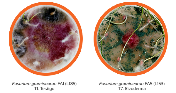 Fusarium