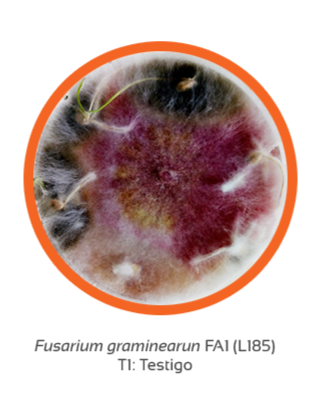 Fusarium