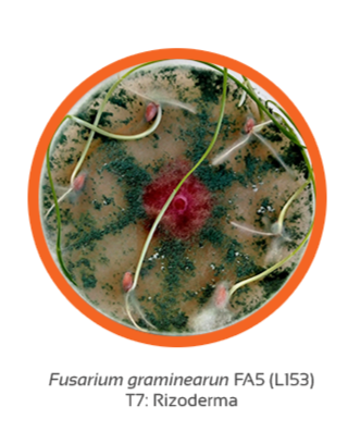 Fusarium