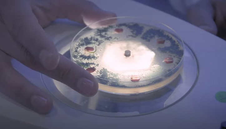 Biocontrol | Rizobacter