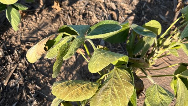 Estrés hídrico, térmico y radiación