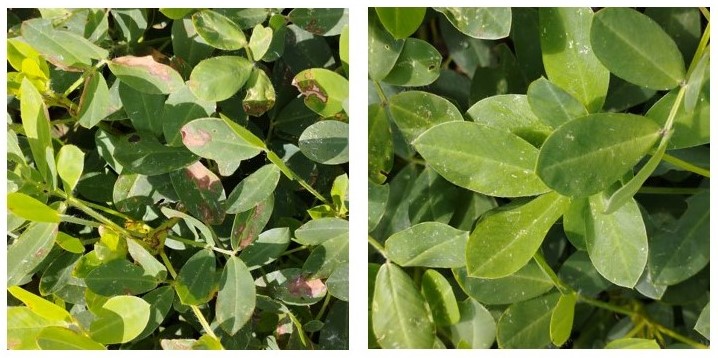 Cultivo de Rizospray Pro Maní