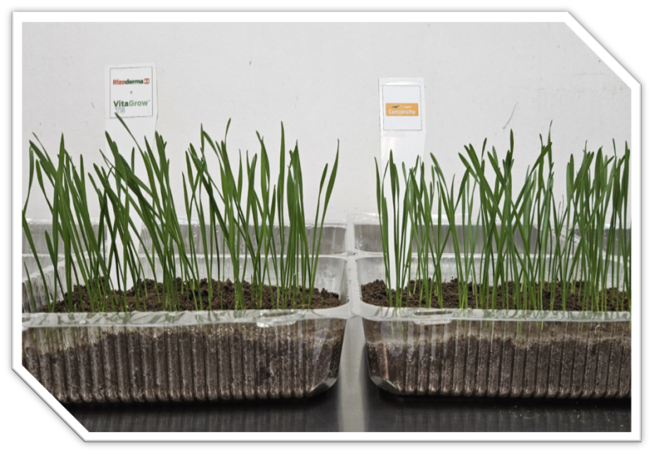 Bandeja comparativa con diferentes tratamientos de semillas