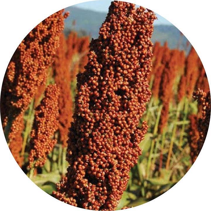 Sorgo