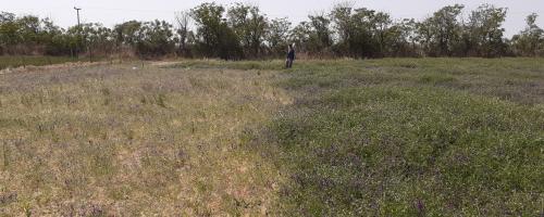 Vicia Villosa sin y con tratamiento